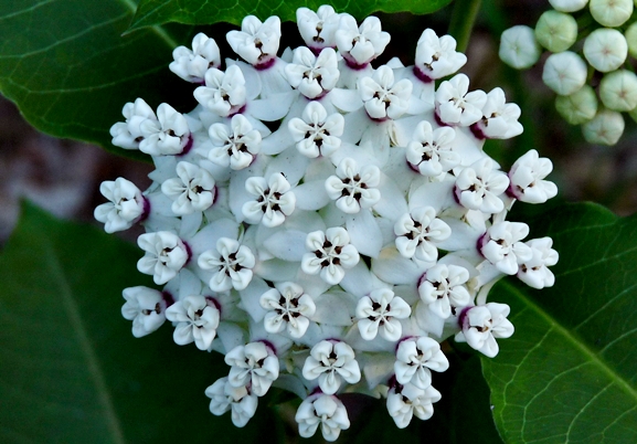 {Asclepias variegata}